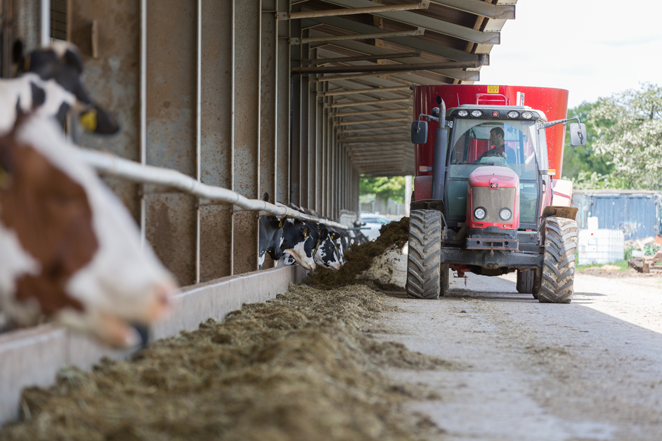 Tractor delivering food to barn-housed cows