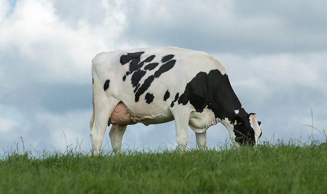 Holstein grazing