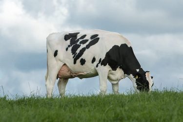 Holstein grazing