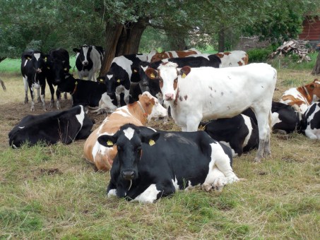 group of cows under a tree