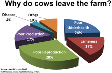 Why do cows leave the farm