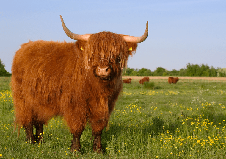 A highland cow