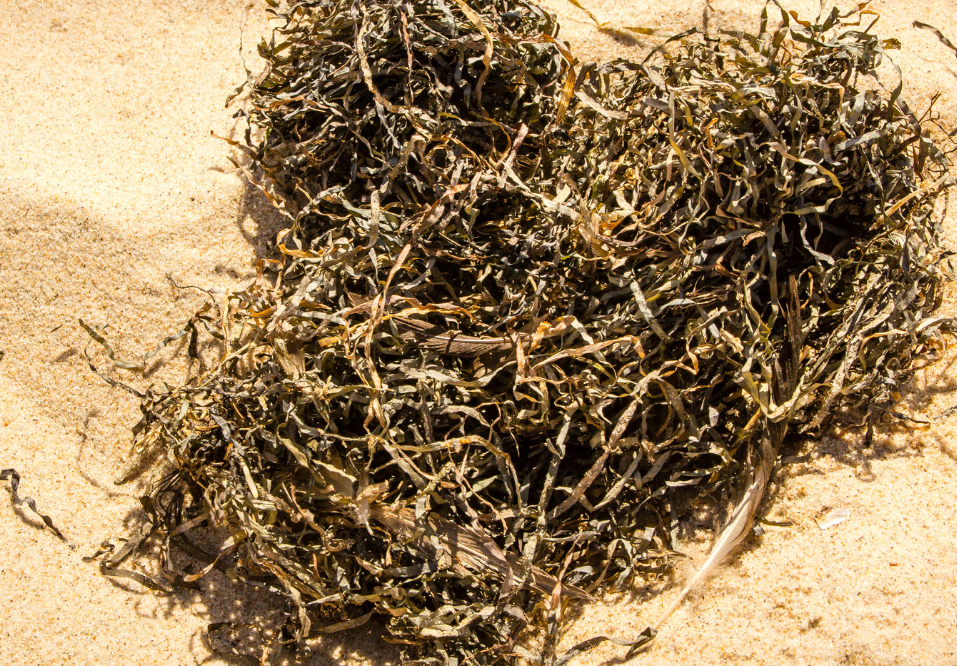 Evaluate the benefits of feeding your cattle seaweed
