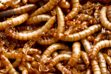 Are insects the food of the future?