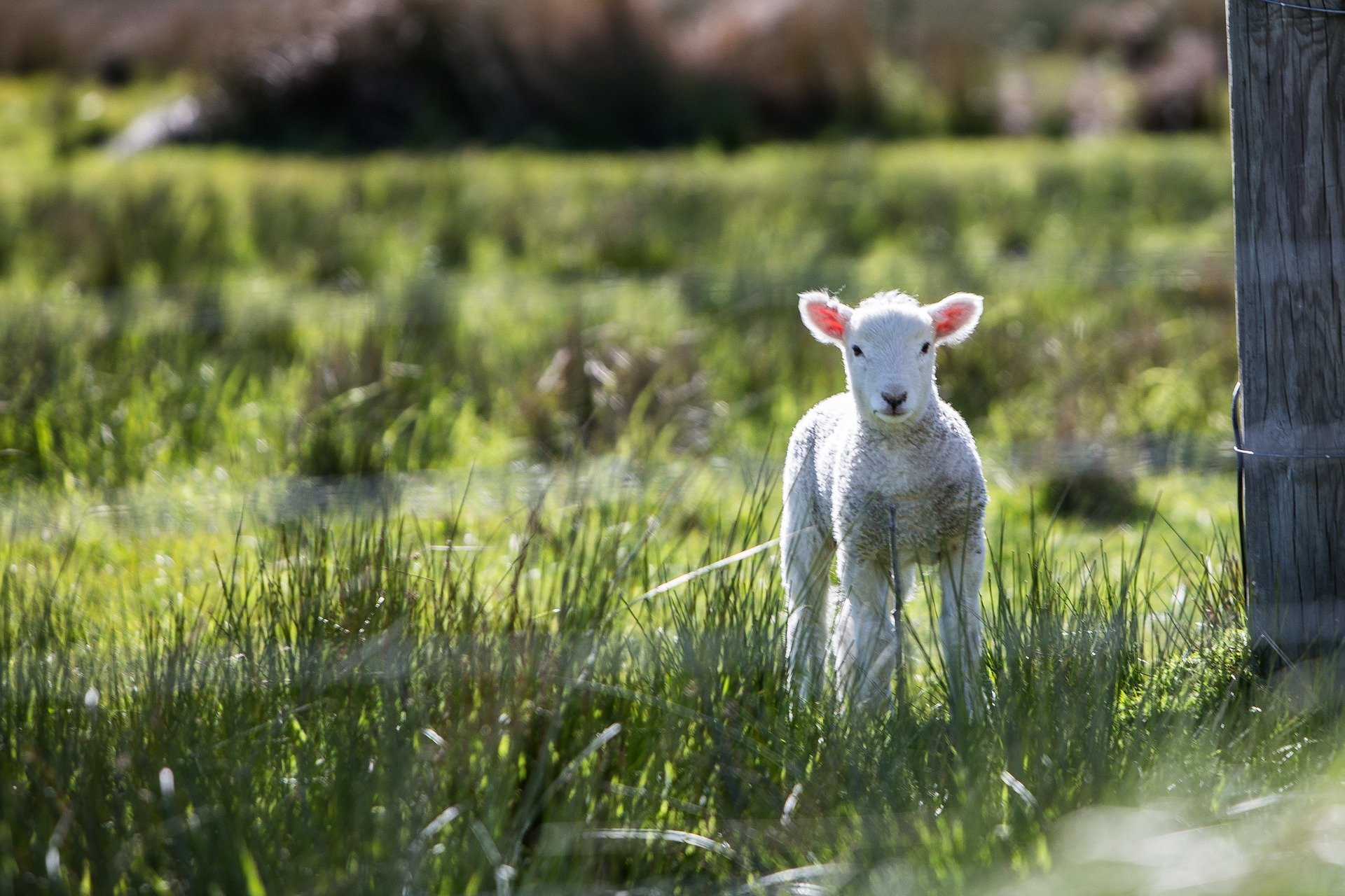 why it’s time for the sheep industry to embrace change