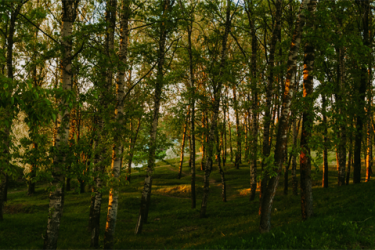 Photo of a dense forest of young trees