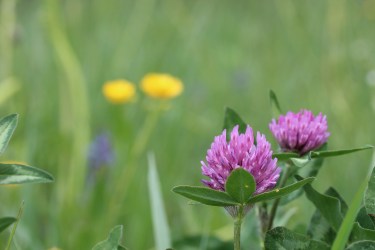 A clover in a herbal ley mix