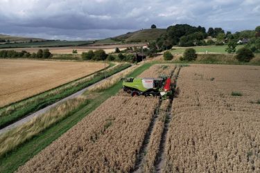 Grain harvesting in England. The latest government food strategy emphasises food security