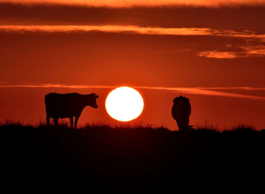 Photograph of cows silhouetted against a setting sun