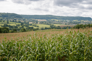 Maize crop