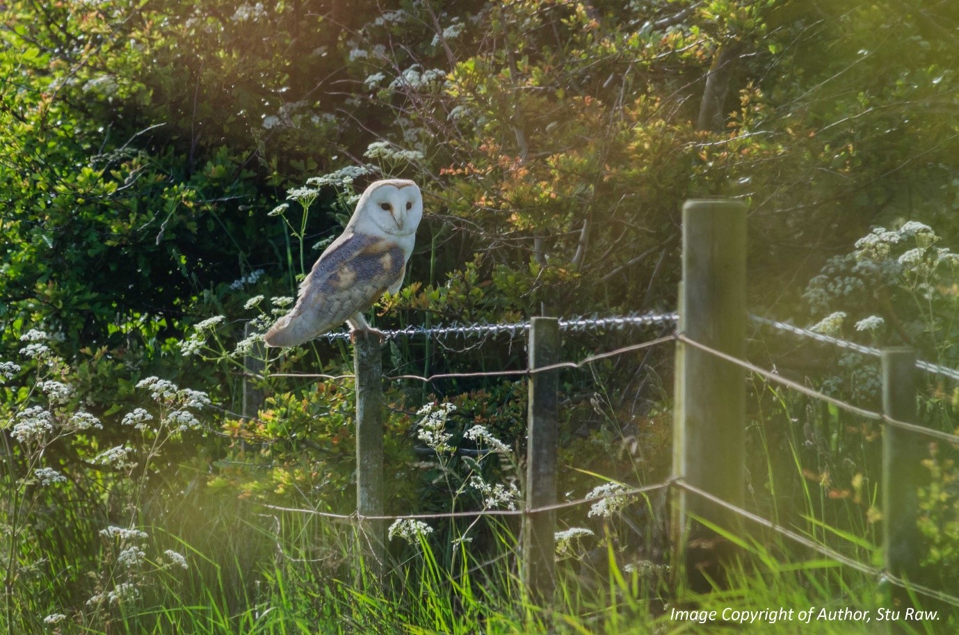 Photograph of a barn owl on a fence post.