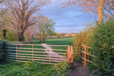 Farm hedgerow, Worcestershire