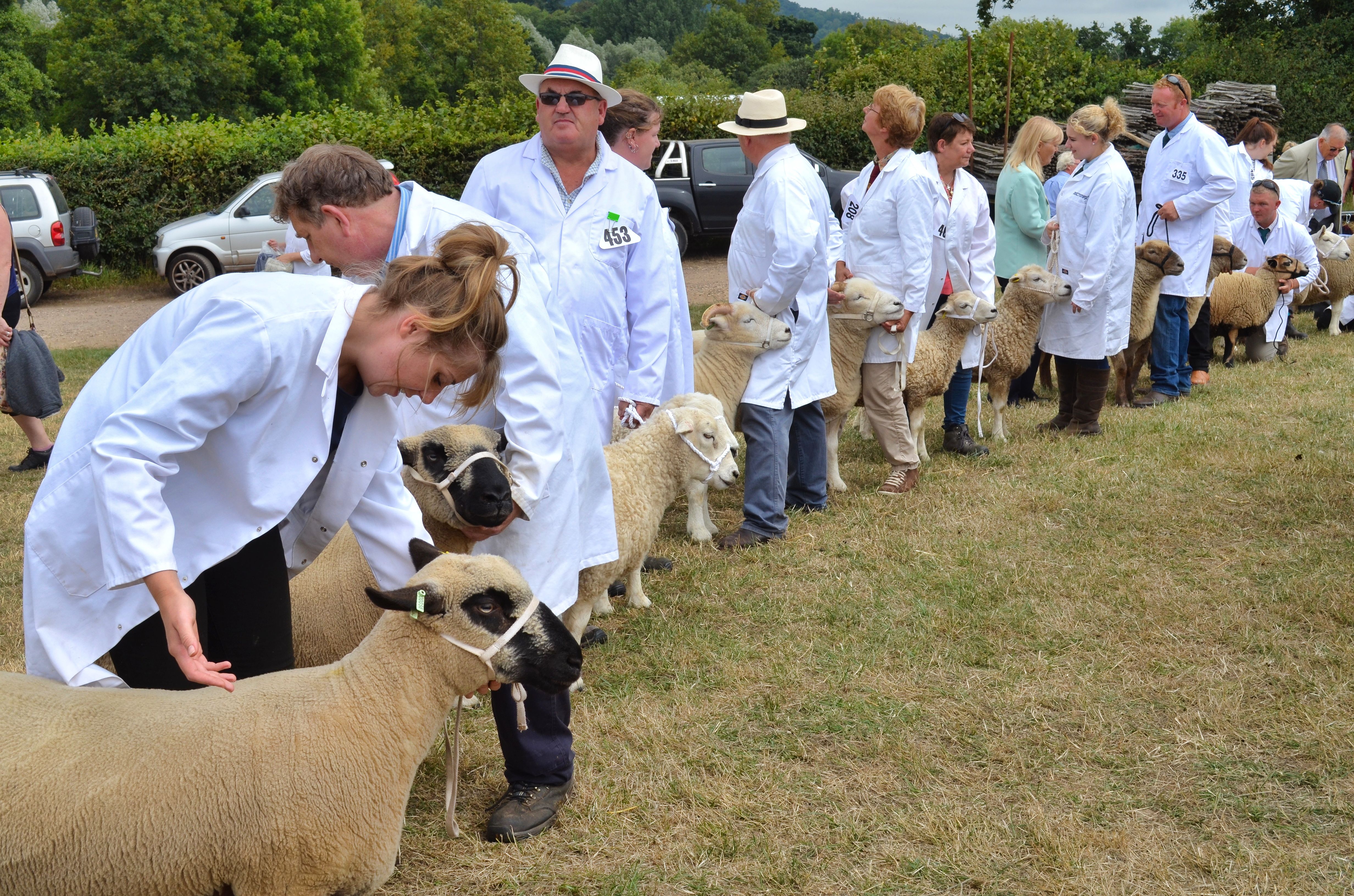 Showing sheep, Honiton Agricultural Show, Devon