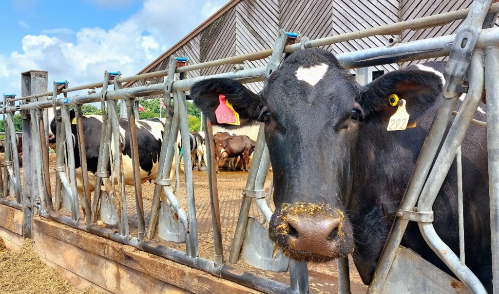 Cows on a British dairy farm