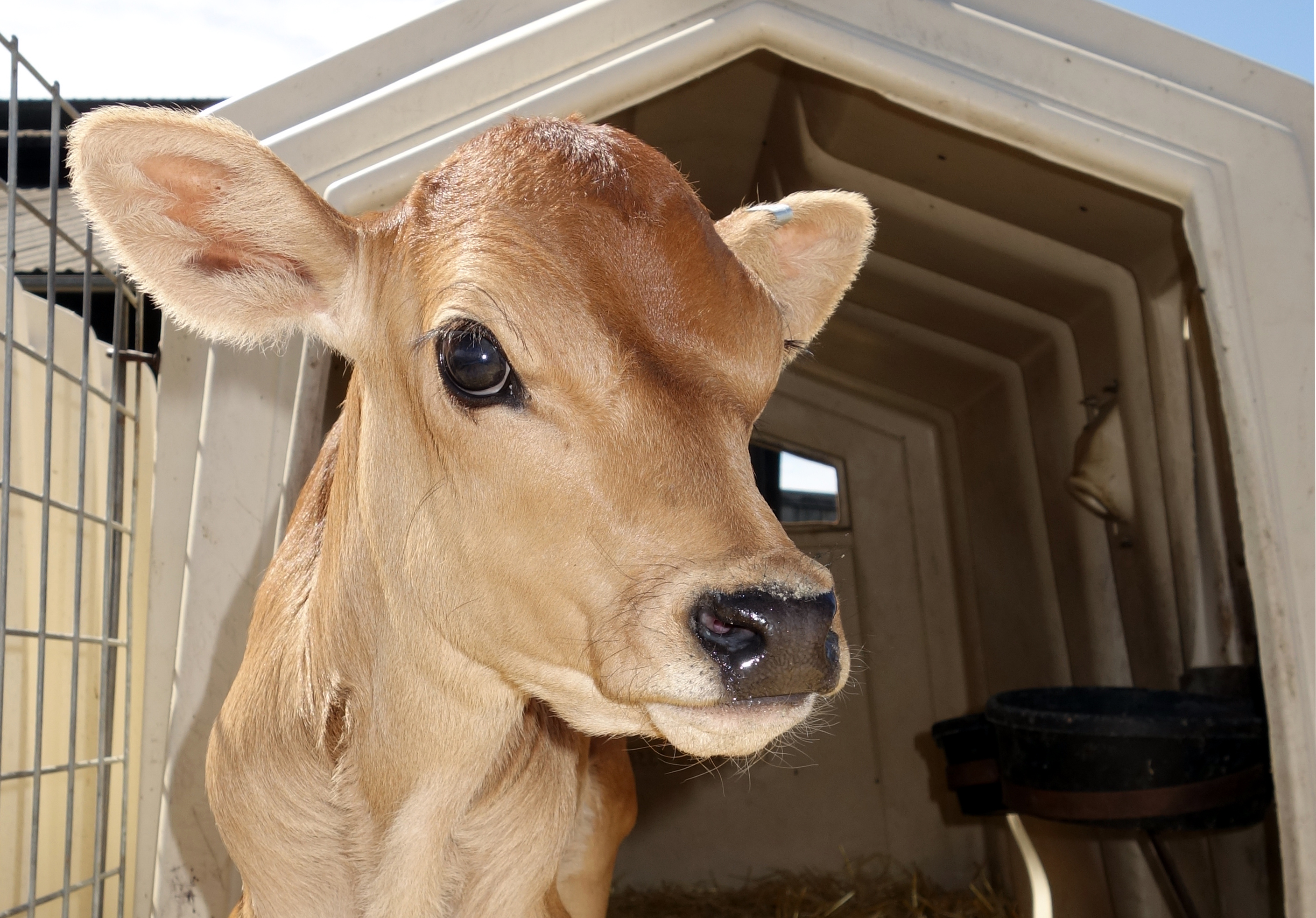 A young calf standing outside a calf igloo.