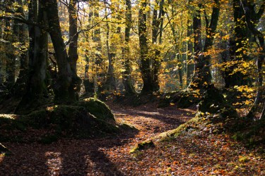 Core Hill Wood, East Devon