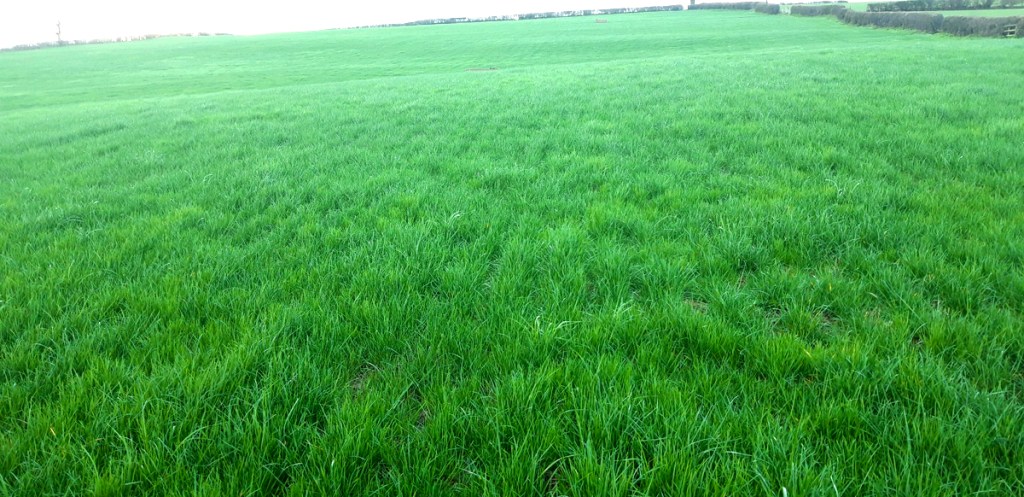 Photo of a field full of grass, October 2021