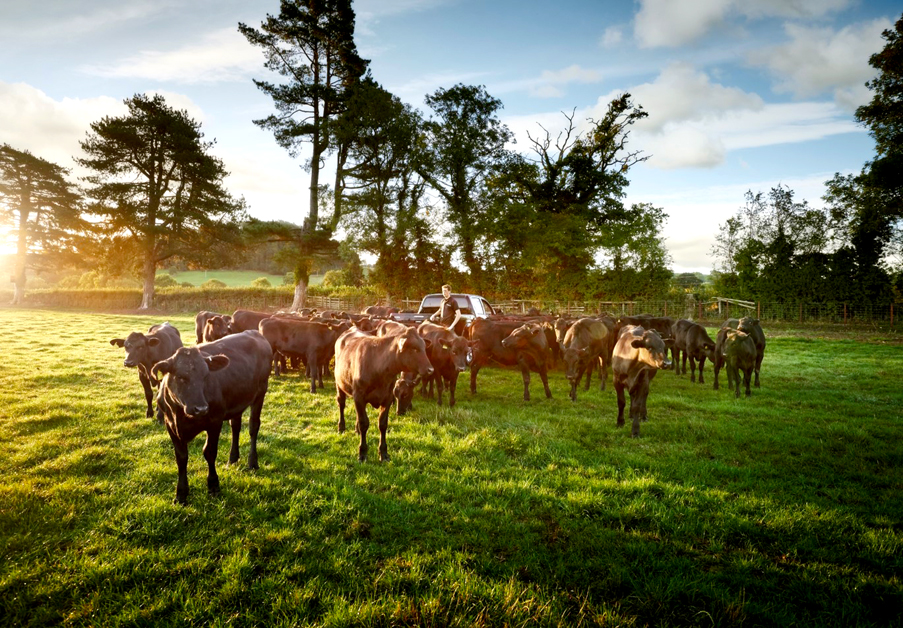 Cows on Brongain Farm