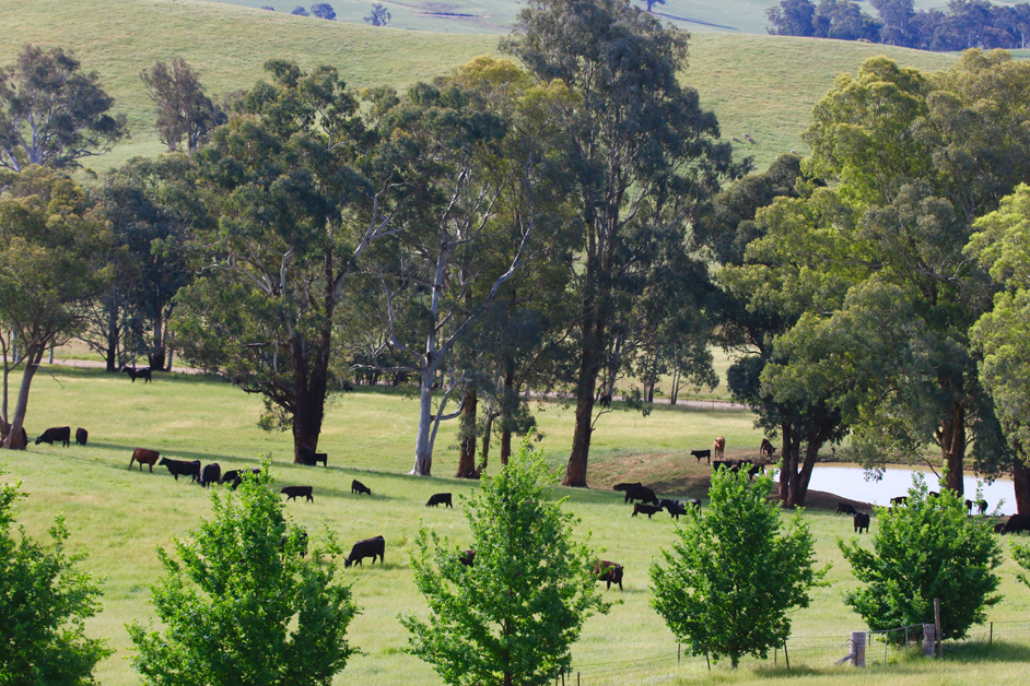 General photograph of cows in a field, surrounded by trees, with access to a lake.