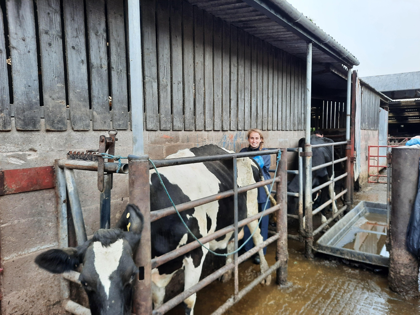 Promar operative working with cows