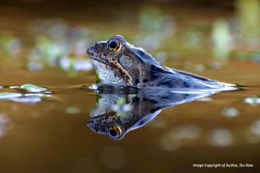 Photo of a common frog (rana temporaria) in a pond