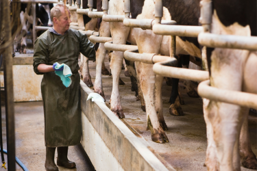 Parlour operative preparing cows for milking