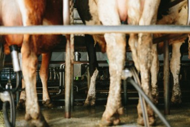 Photo of cows legs in a parlour