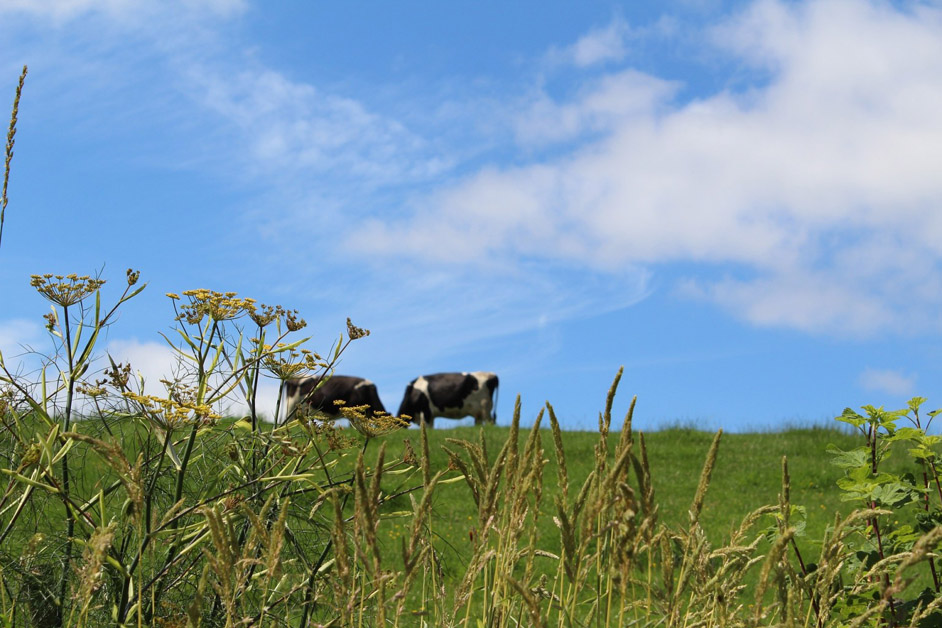 Cows grazing in a meadow in summer