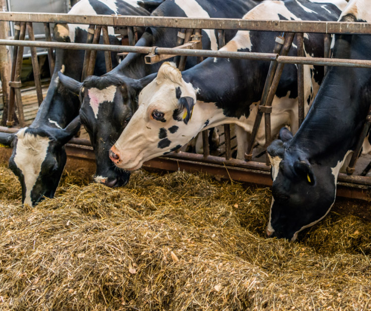 Cows in a barn, eating silage