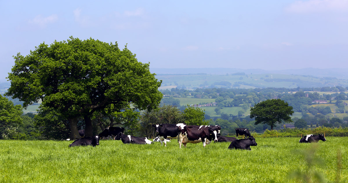 Cows in a field in the UK, in summer