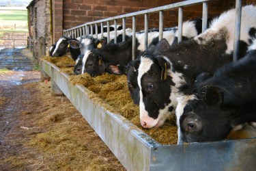 Black and white cows on dairy farm in winter feeding from a trough of hay