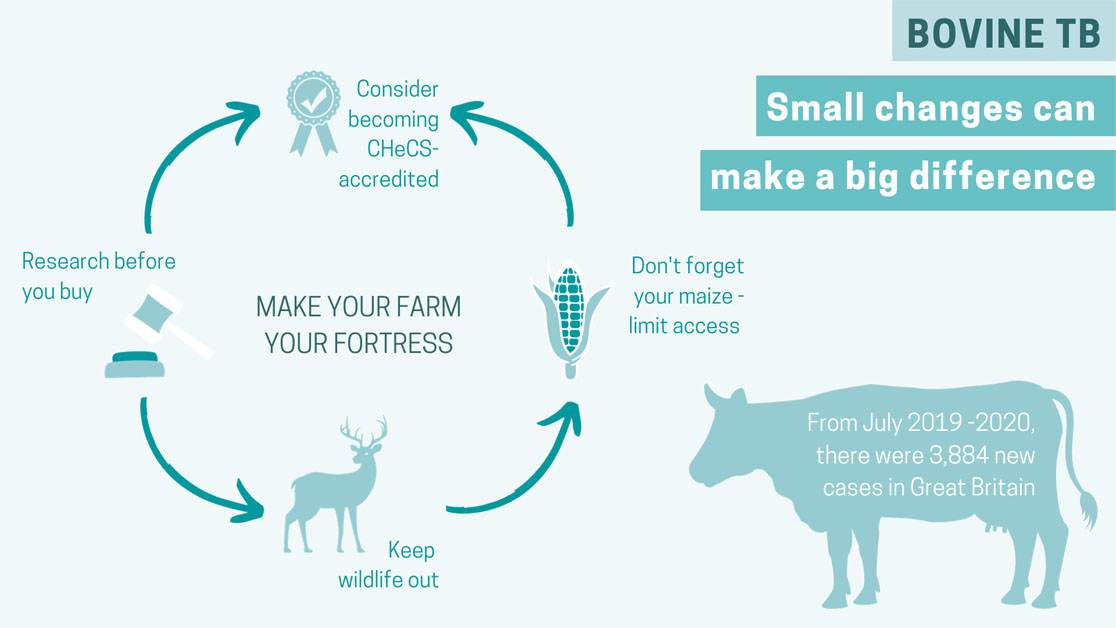 Infographic - bovine TB incidence and ways to how to mitigate it on farm