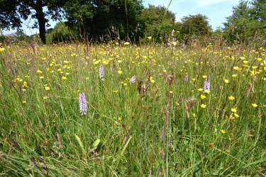 A dense and diverse grass sward, with meadow flowers, Worcestershire