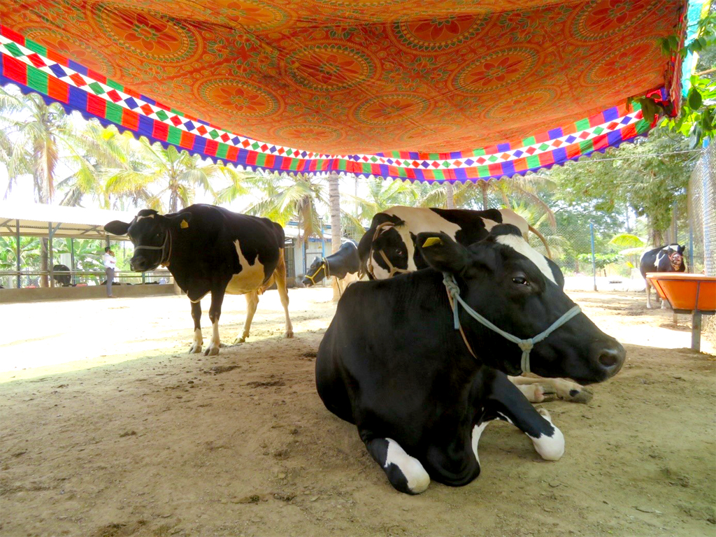 Cow shed at Akshayakalpa farm, India