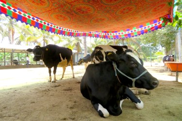Cow shed at Akshayakalpa farm, India