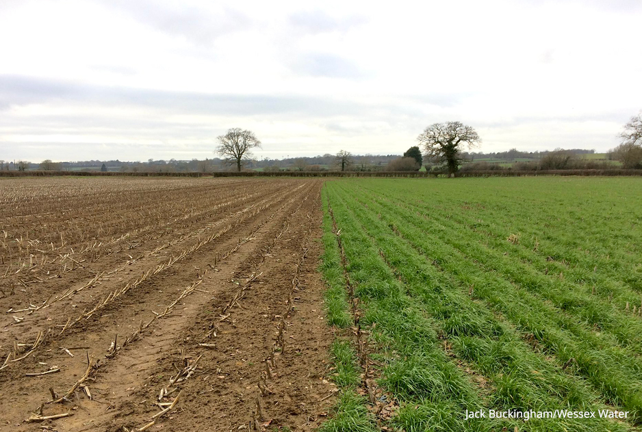 Undersowing maize in half a field, the other half has no undersowing.